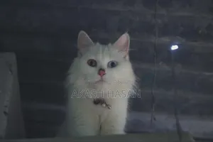 3-6 Months Male Purebred Persian