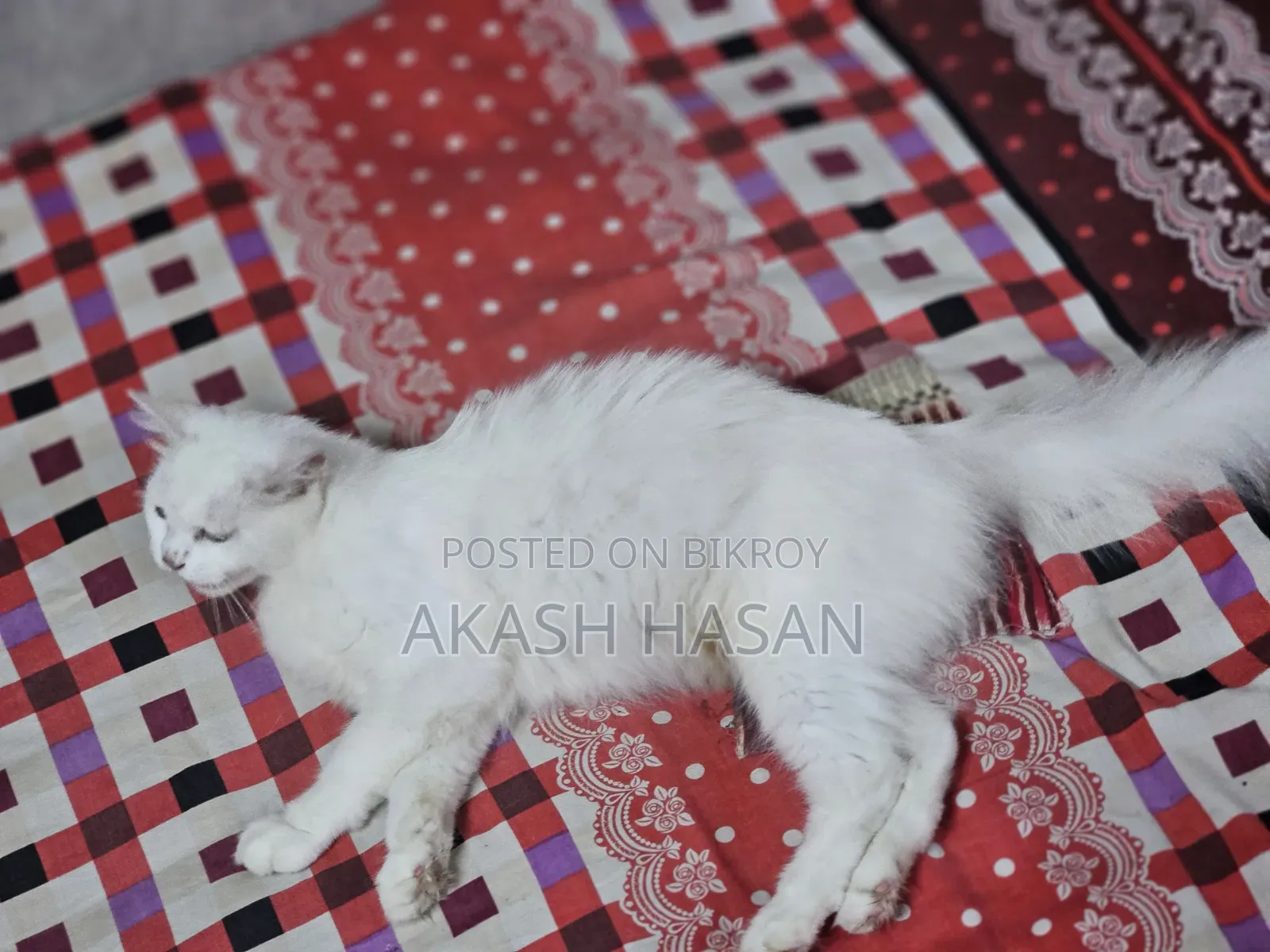 3-6 Months Male Purebred Persian
