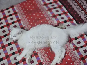 3-6 Months Male Purebred Persian