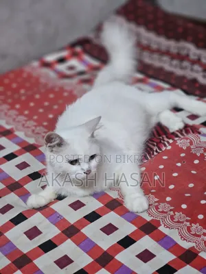 3-6 Months Male Purebred Persian
