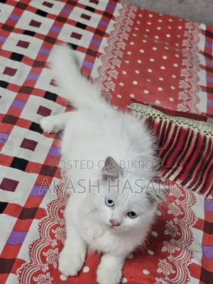 3-6 Months Male Purebred Persian