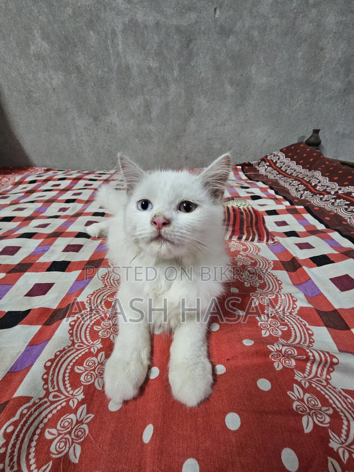 3-6 Months Male Purebred Persian