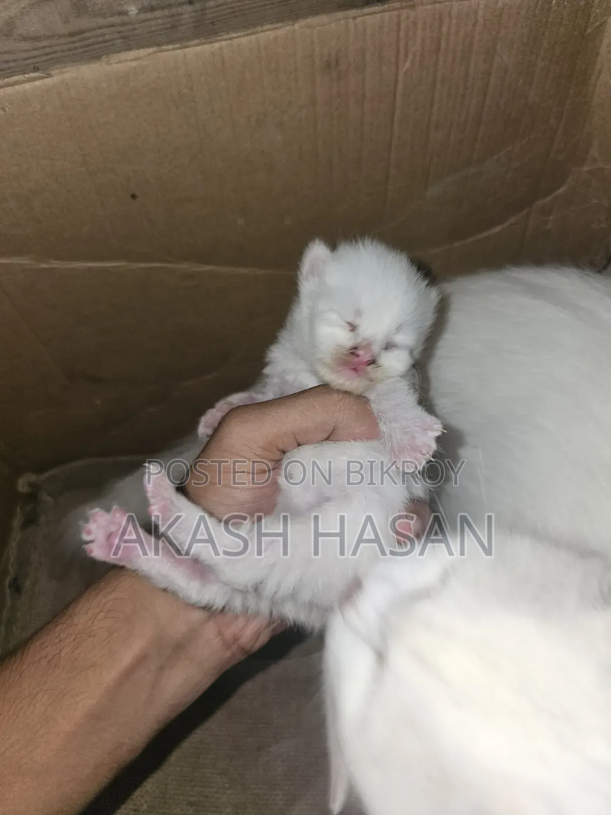 3-6 Months Male Purebred Persian