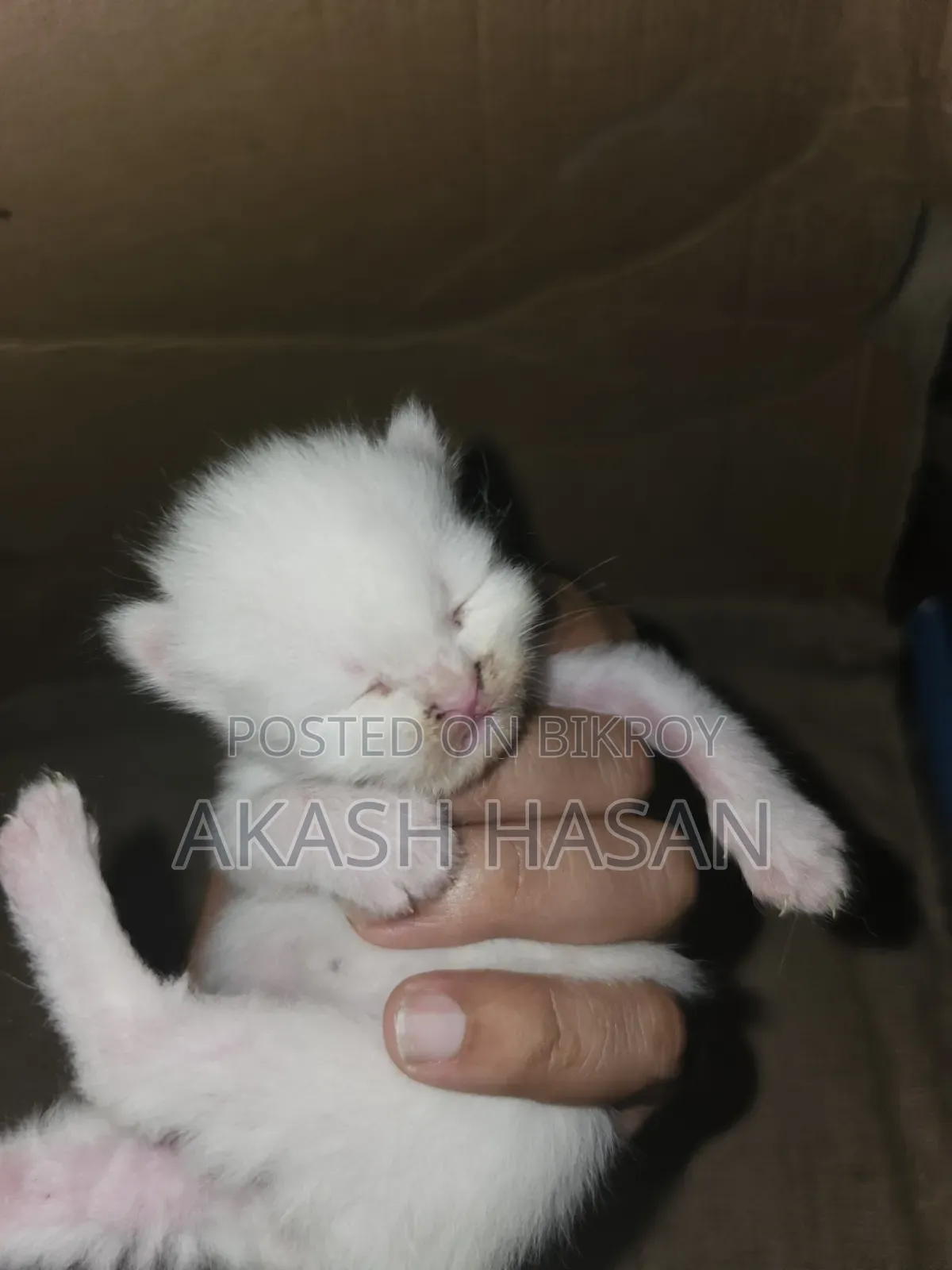 3-6 Months Male Purebred Persian