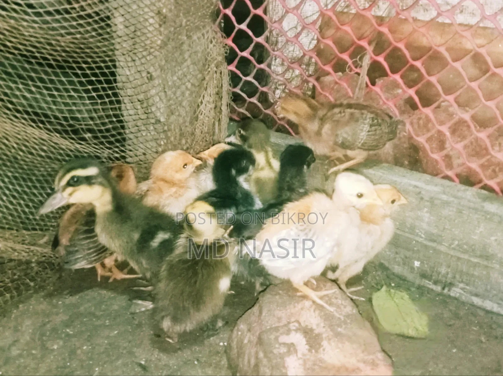 দেশি মুরগির বাচ্চা