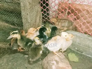 দেশি মুরগির বাচ্চা