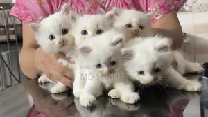 1-3 months Female Purebred Persian