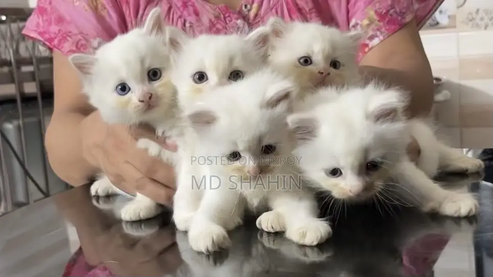 1-3 months Female Purebred Persian