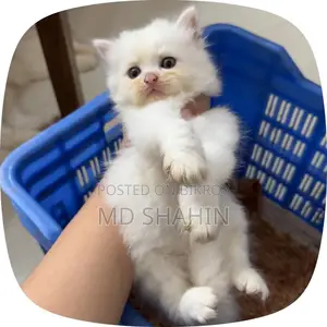 1-3 months Female Purebred Persian