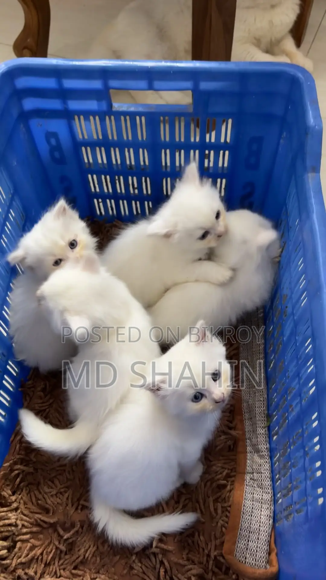 1-3 months Female Purebred Persian