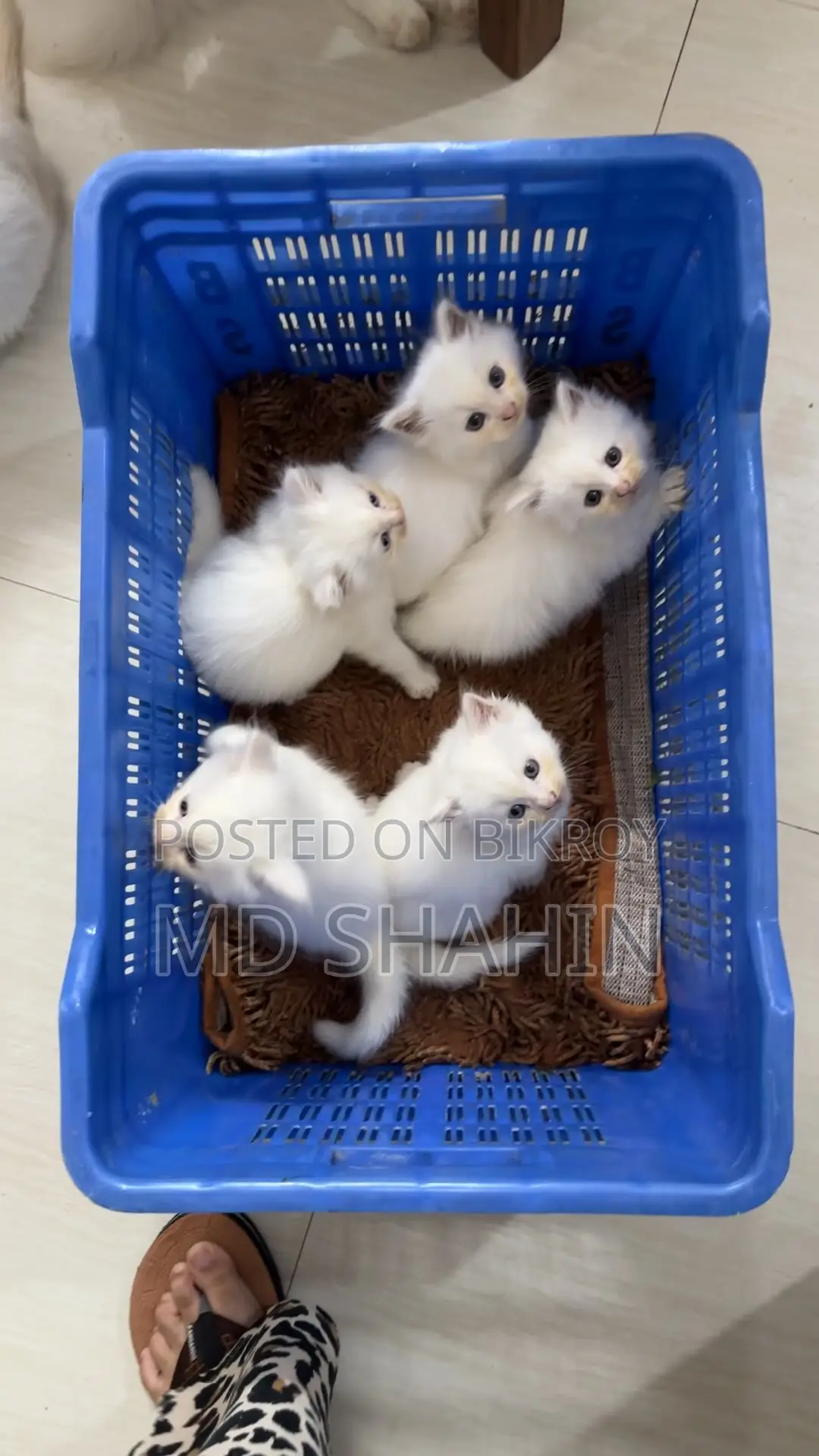 1-3 months Female Purebred Persian