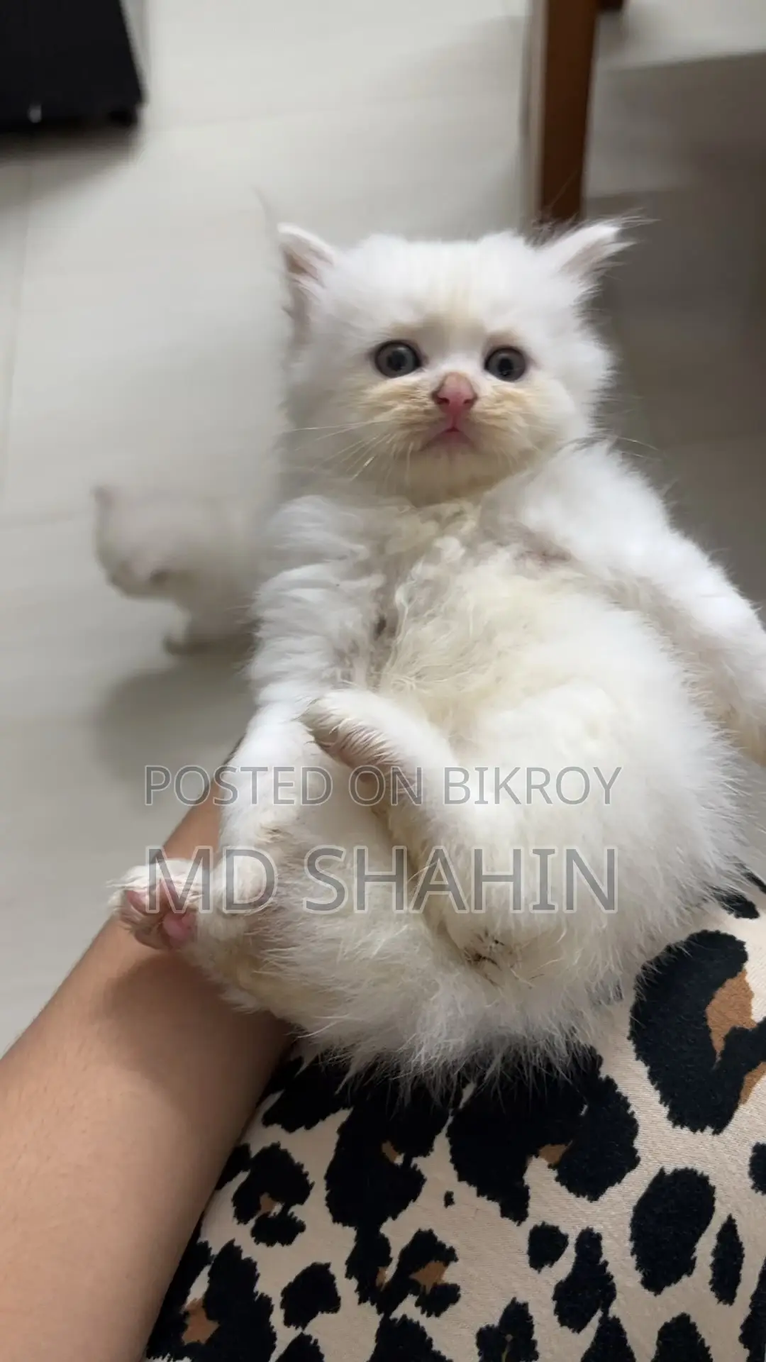 1-3 months Female Purebred Persian