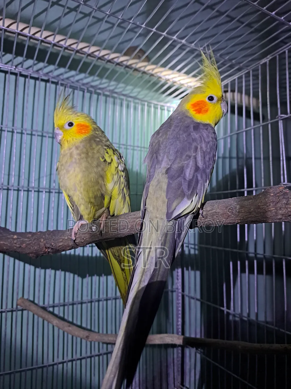 Cockatiel Bird