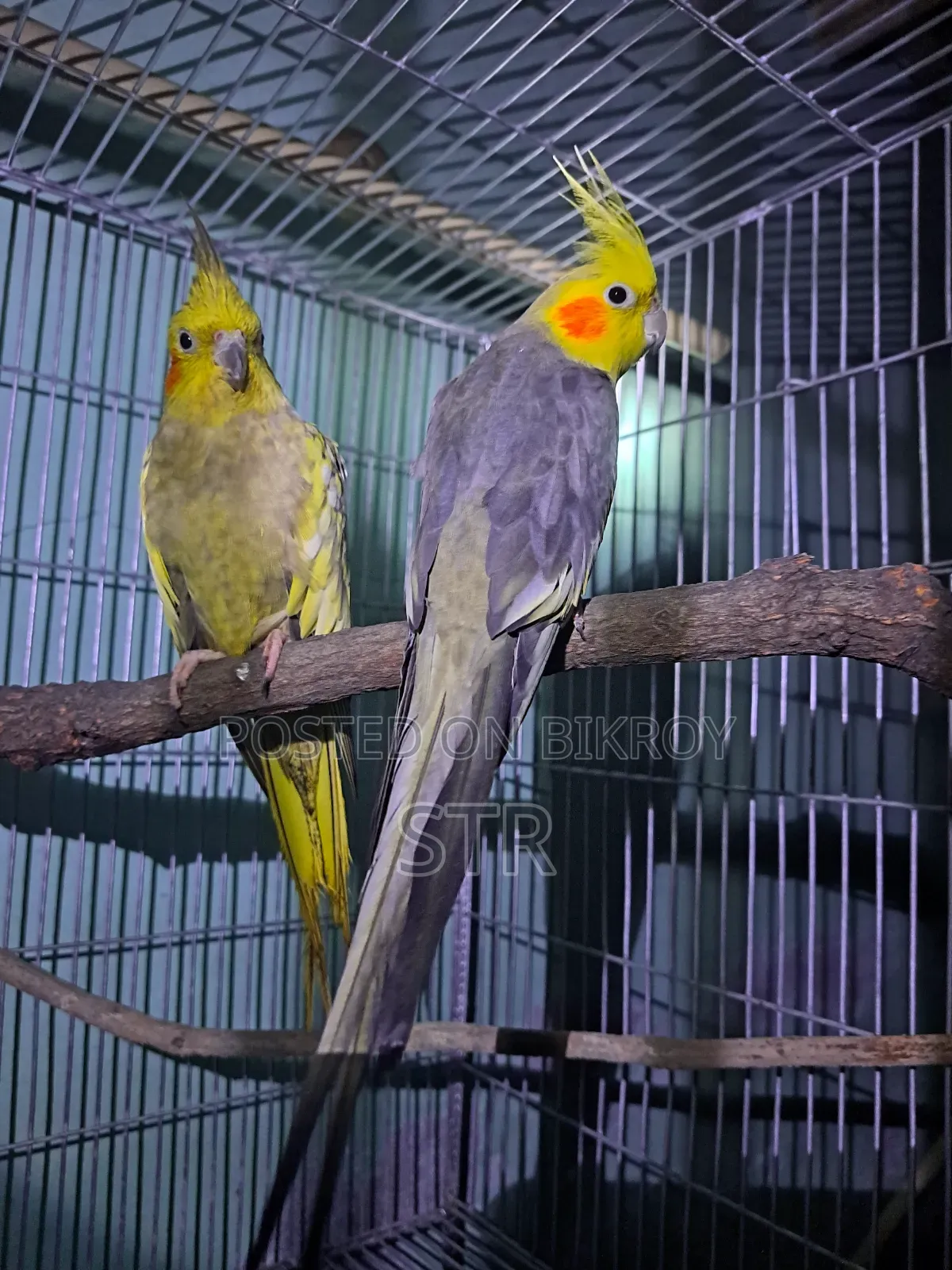 Cockatiel Bird
