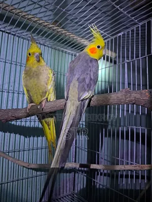 Cockatiel Bird