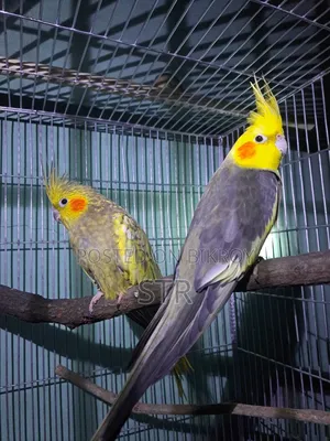 Cockatiel Bird