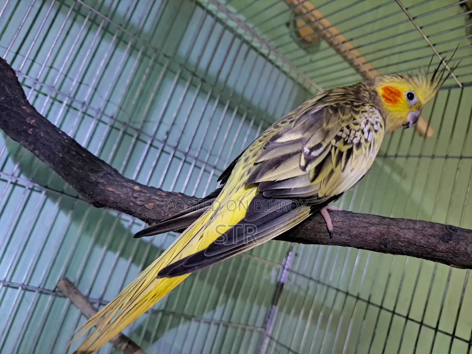 Cockatiel Bird