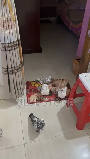 Laksha Pigeon Pair