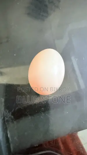 লক্ষ্যা কবুতর জোড়া