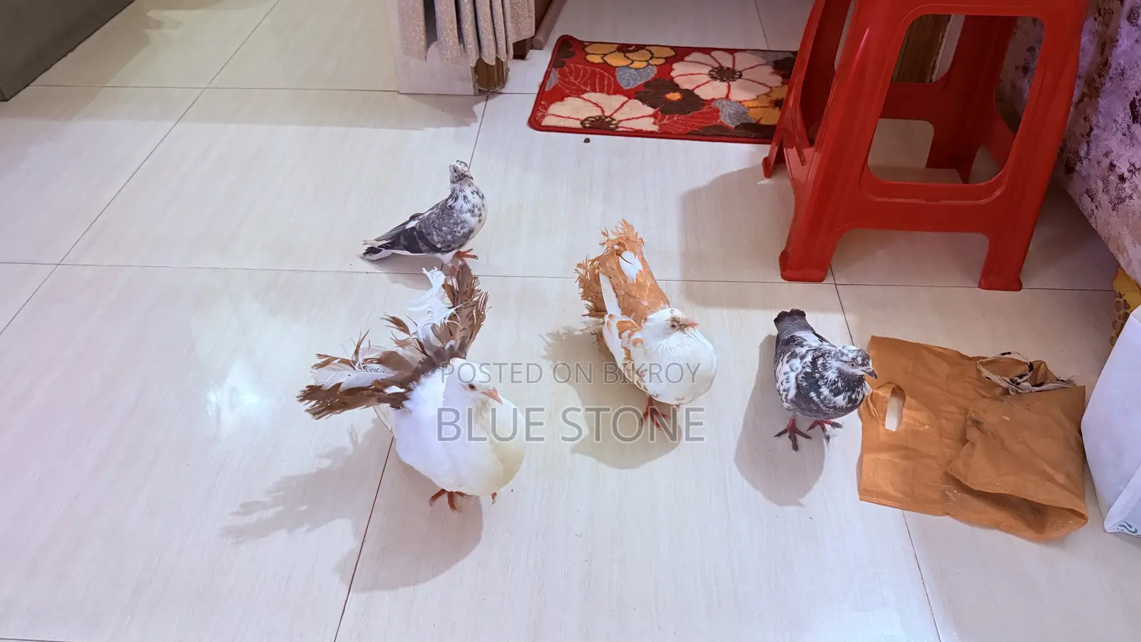 Laksha Pigeon Pair