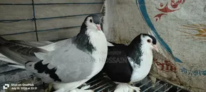 Lahori Siraji