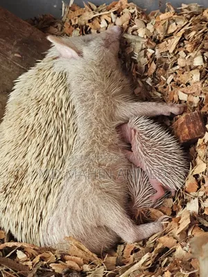 Hedgehog Baby Running Pair