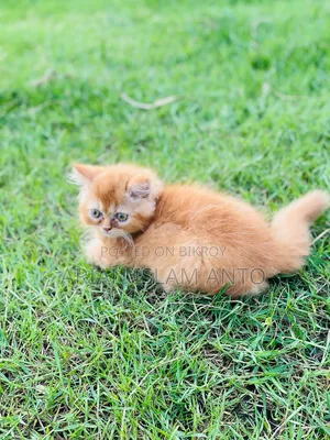 1-3 Months Male Purebred Persian