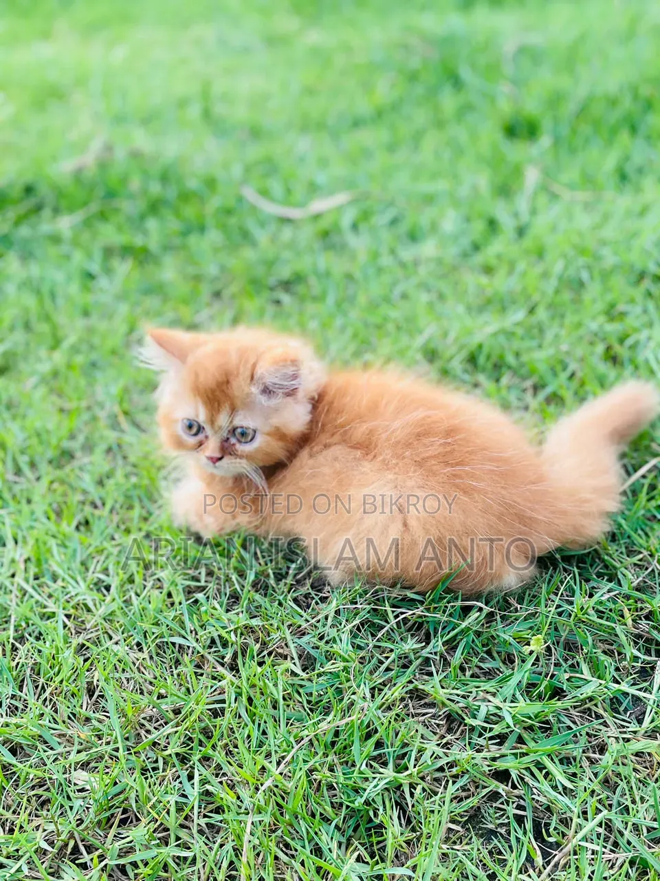 1-3 Months Male Purebred Persian