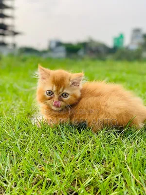 1-3 Months Male Purebred Persian