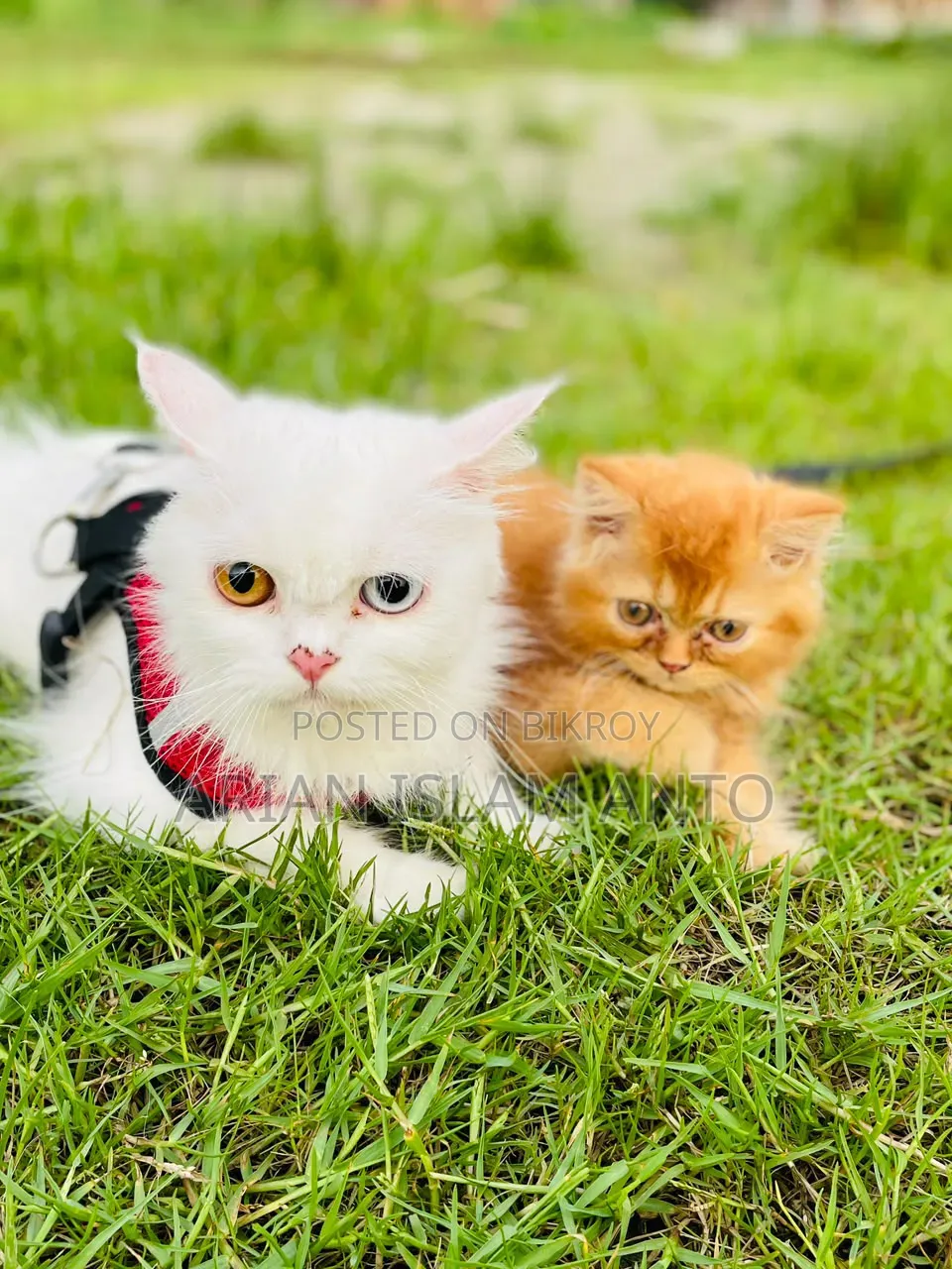1-3 Months Male Purebred Persian