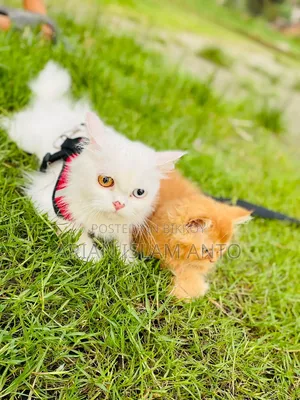 1-3 Months Male Purebred Persian