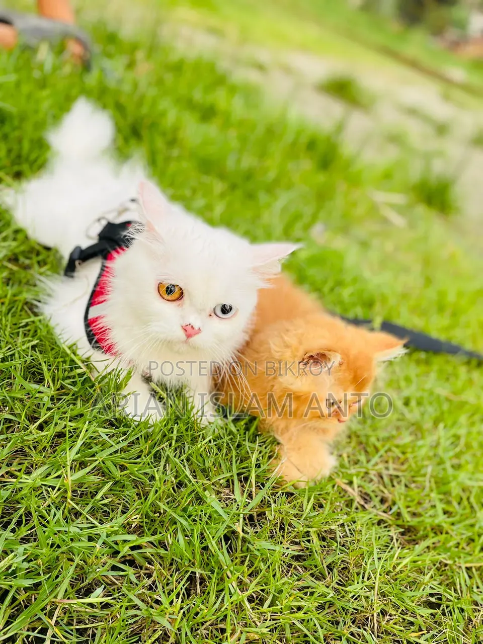 1-3 Months Male Purebred Persian