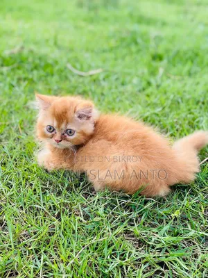 1-3 Months Male Purebred Persian