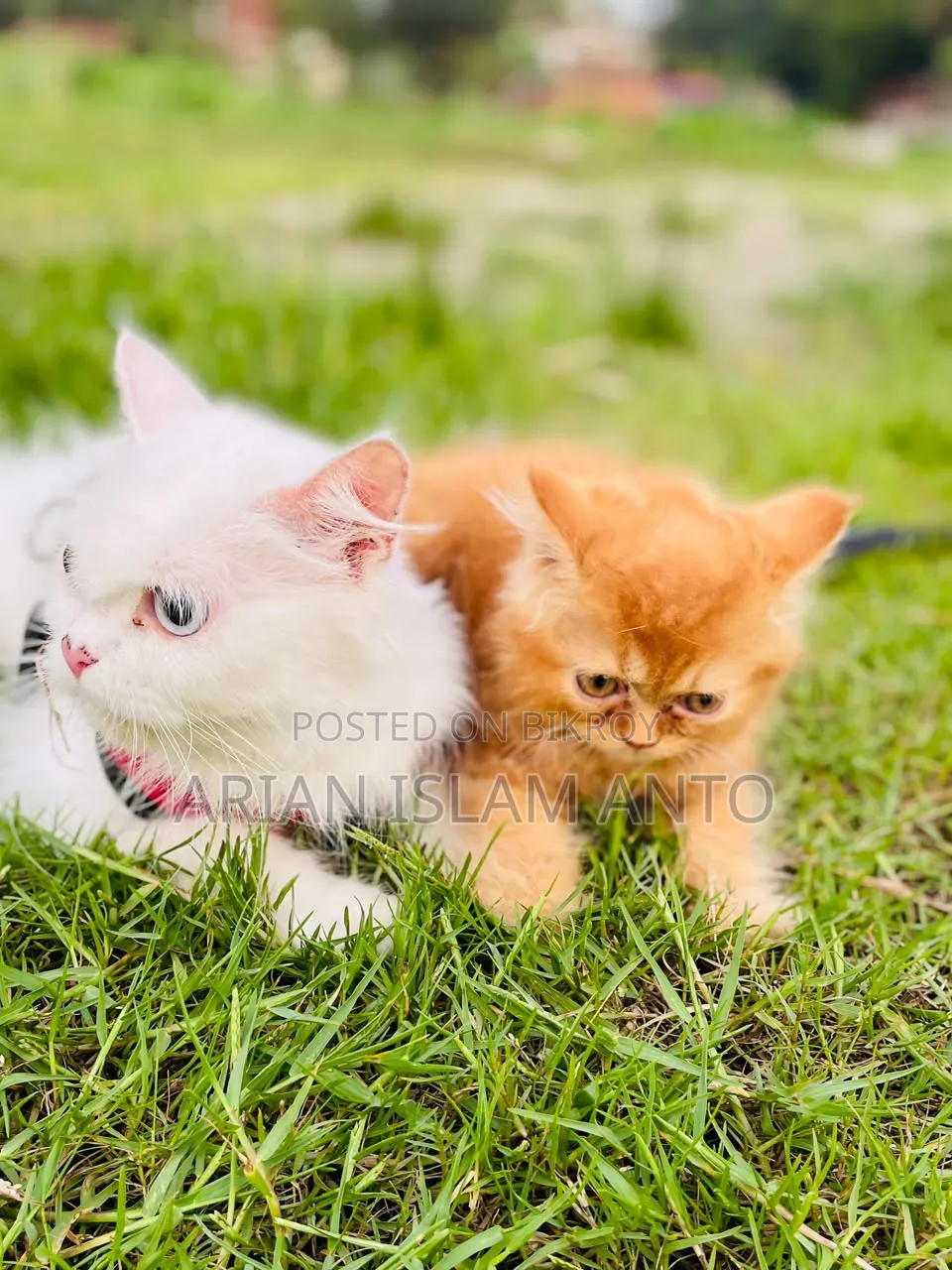 1-3 Months Male Purebred Persian