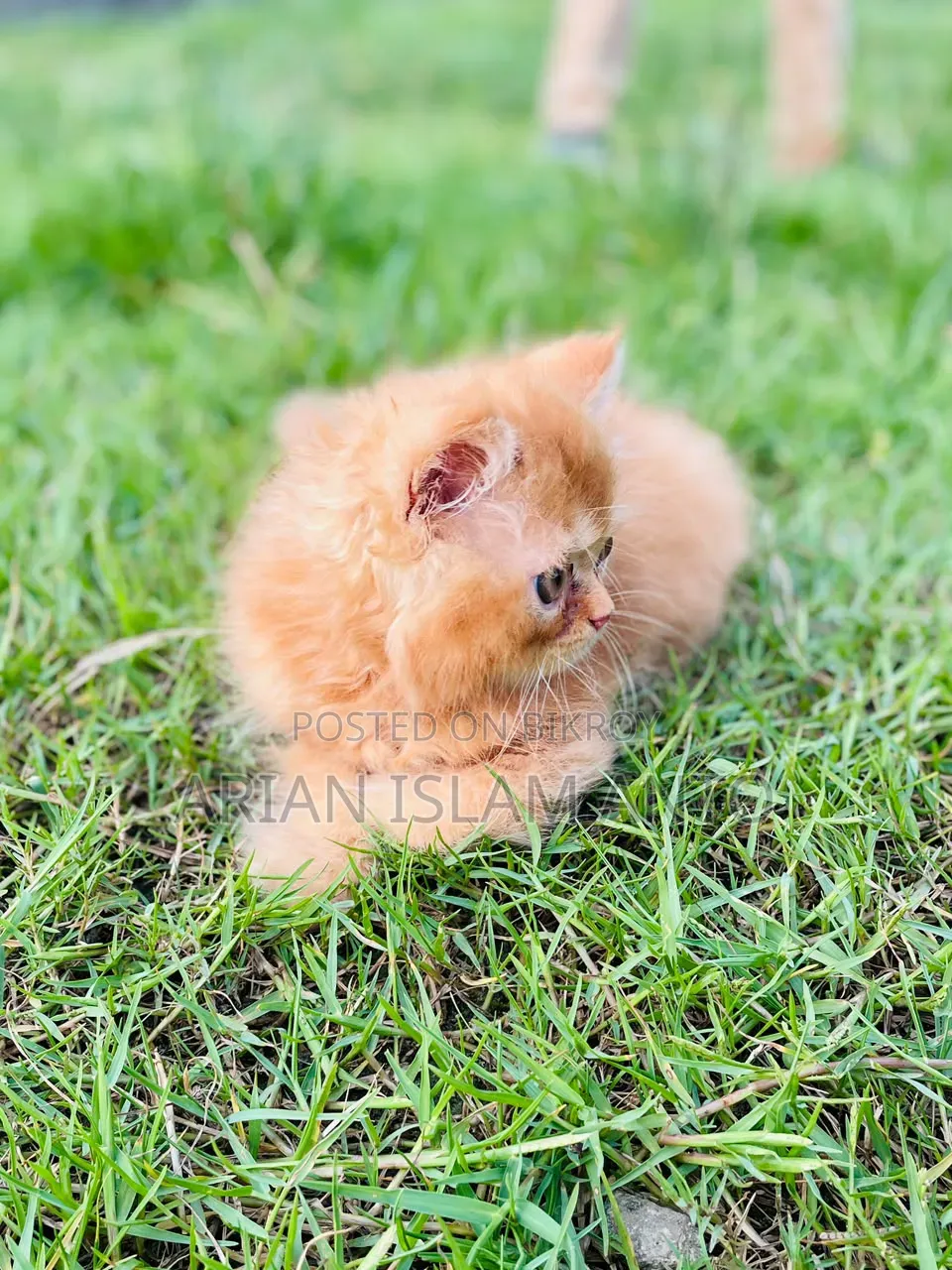 1-3 Months Male Purebred Persian