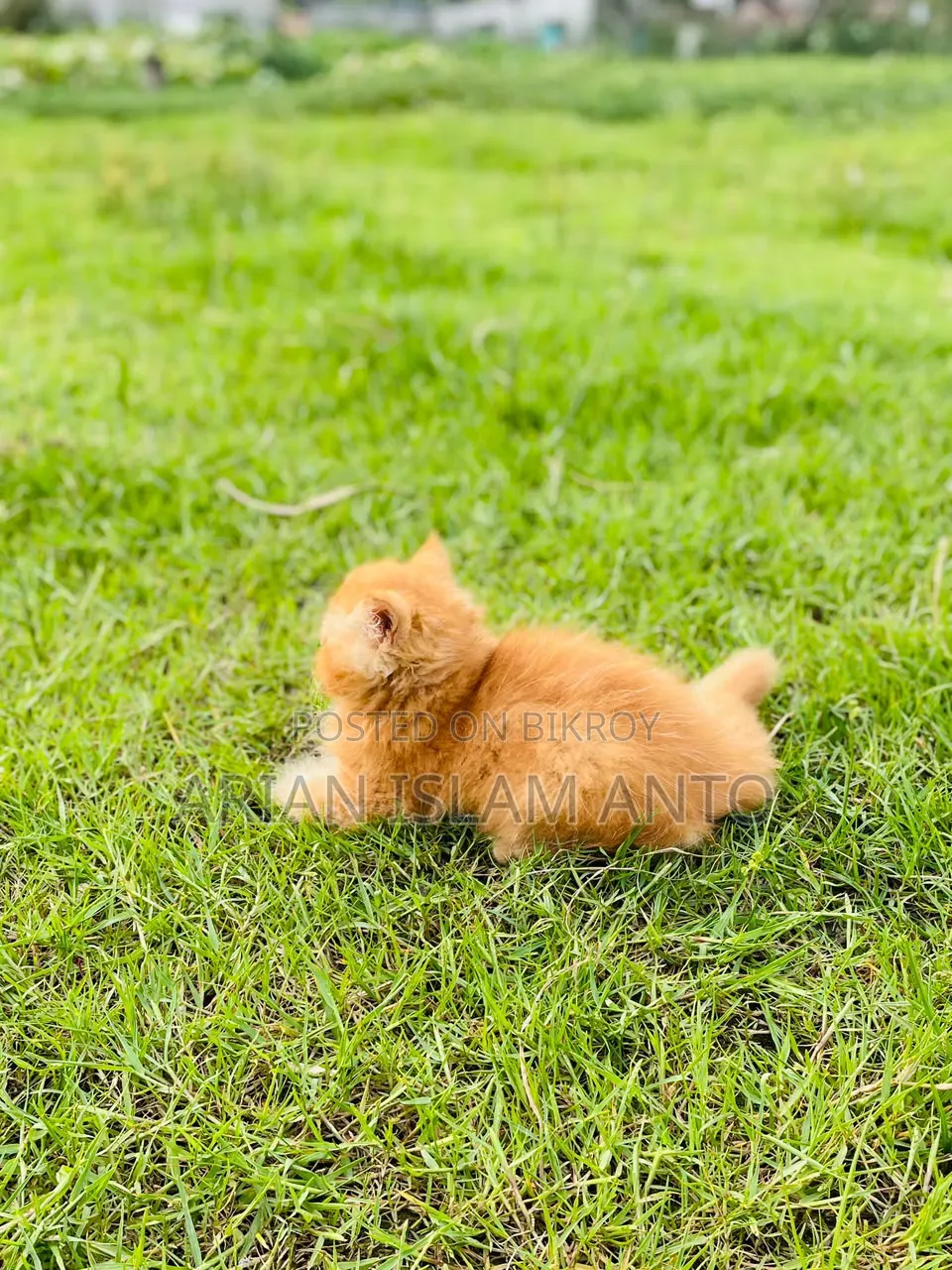 1-3 Months Male Purebred Persian