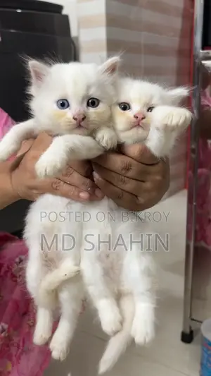 1-3 months Female Purebred Persian