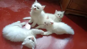 1-3 Months Female Mixed Breed Turkish Angora