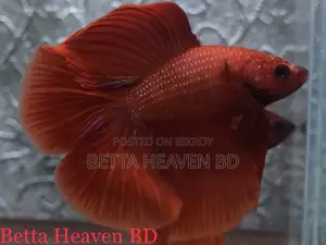 Halfmoon Betta