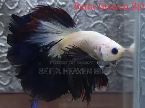 Halfmoon Betta