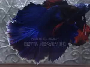 Halfmoon Betta