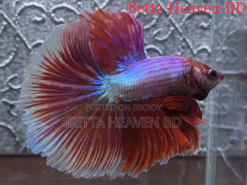 Halfmoon Betta