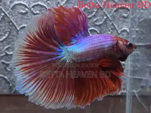 Halfmoon Betta