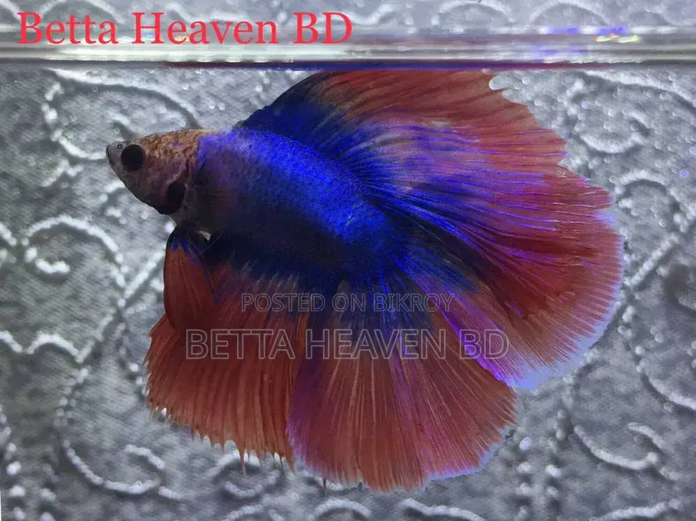 Halfmoon Betta