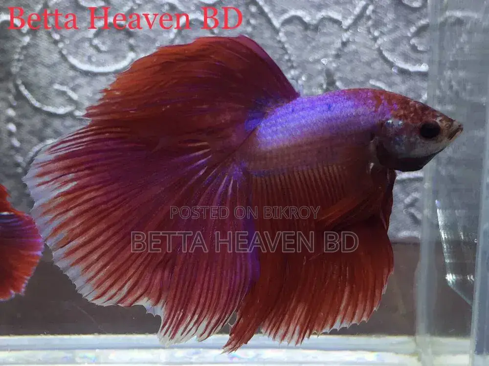 Halfmoon Betta