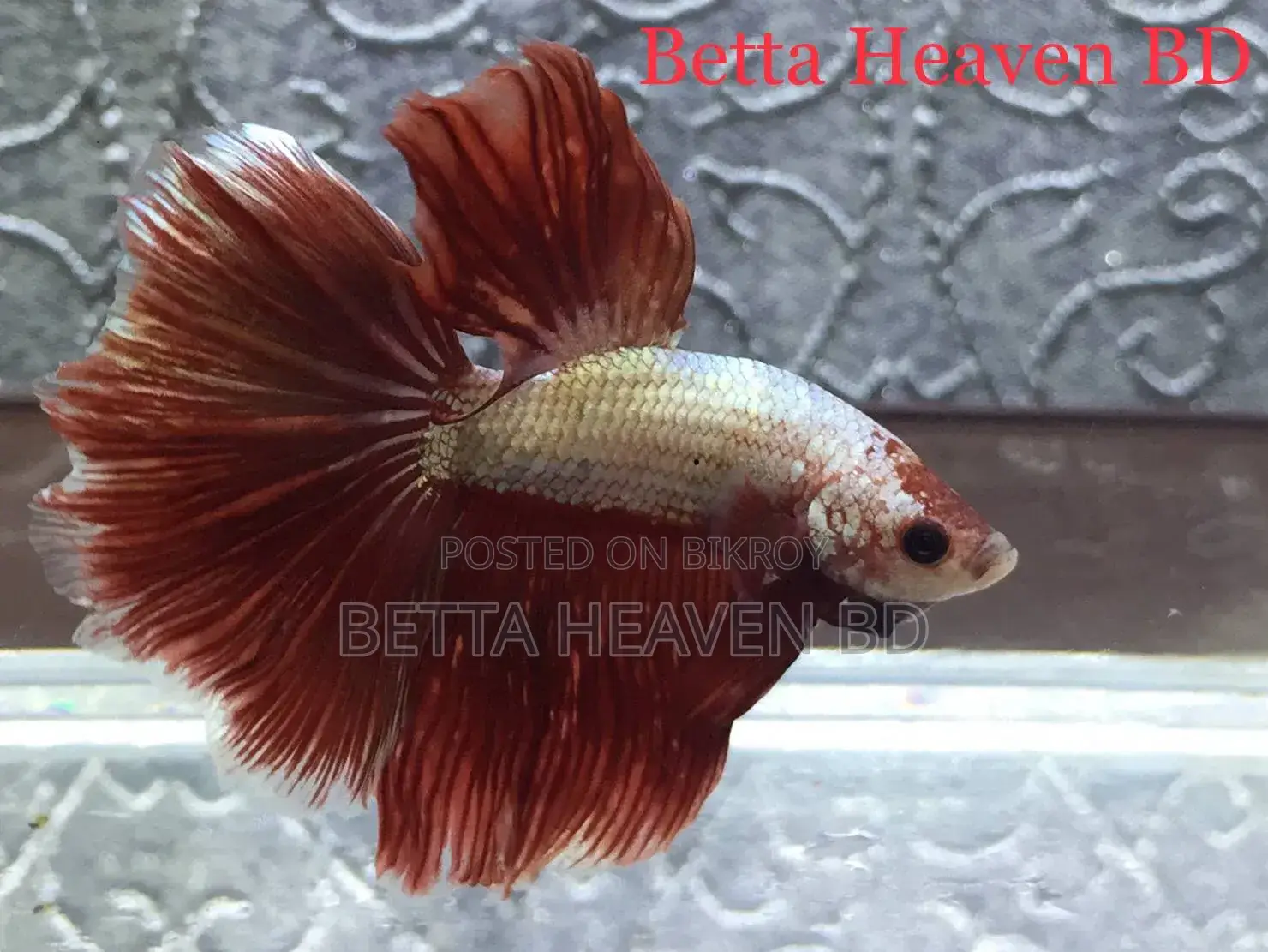 Halfmoon Betta