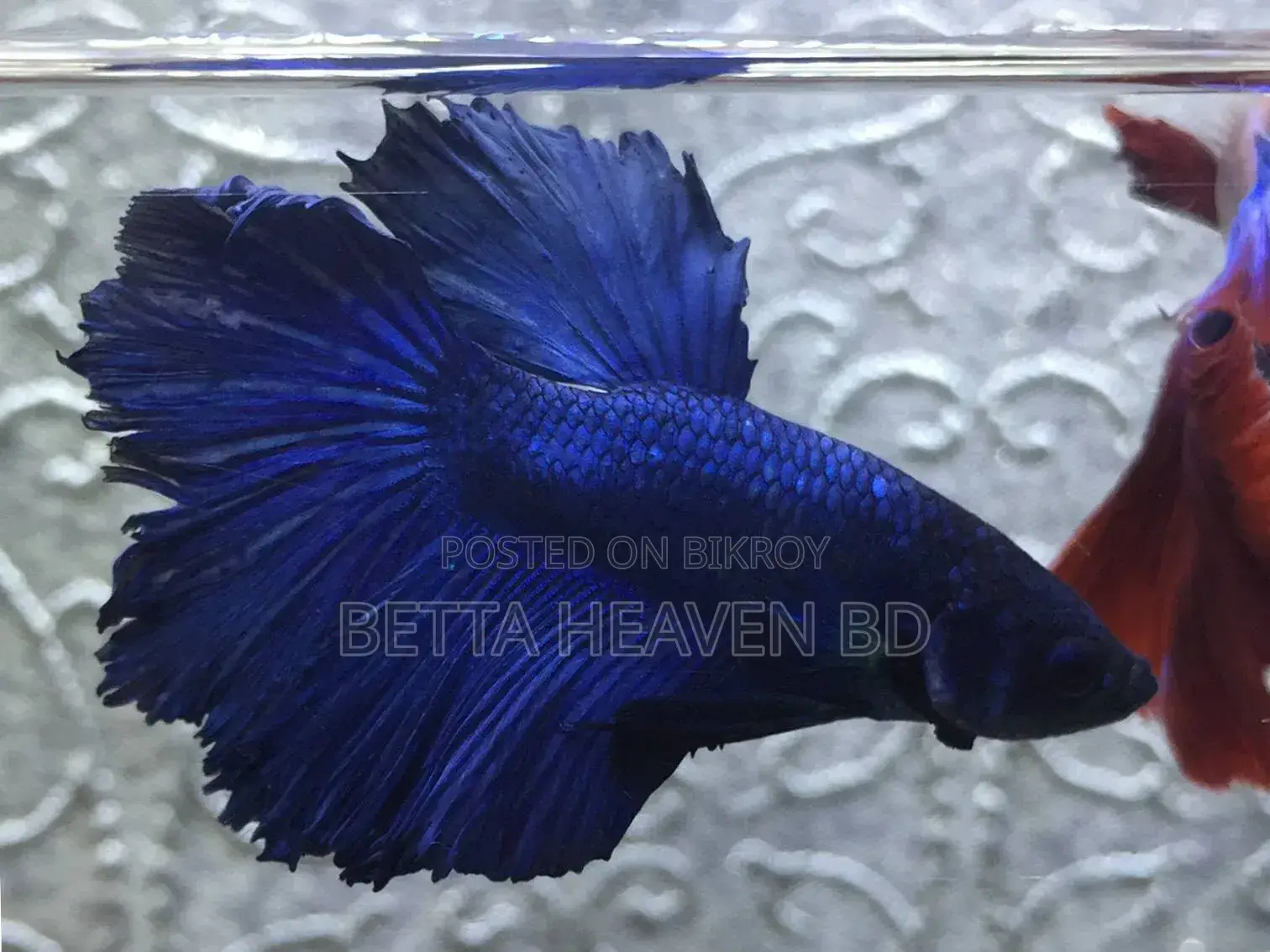 Halfmoon Betta