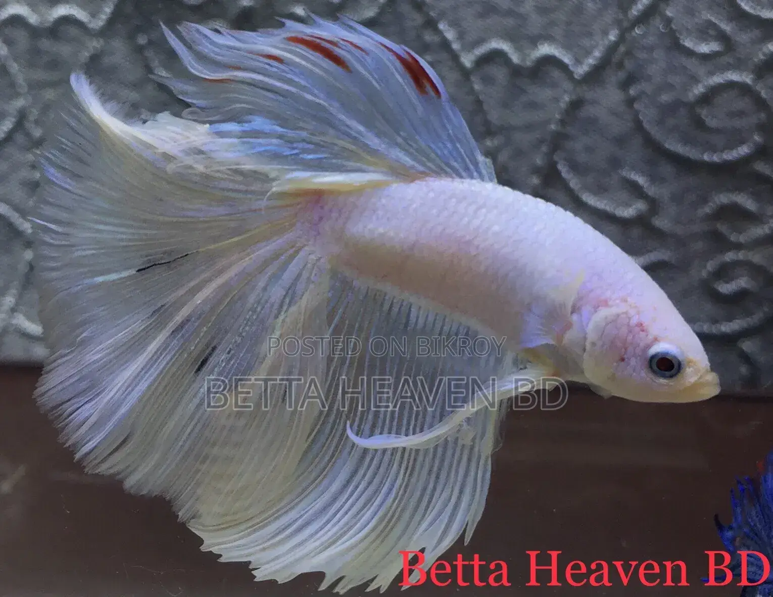 Halfmoon Betta
