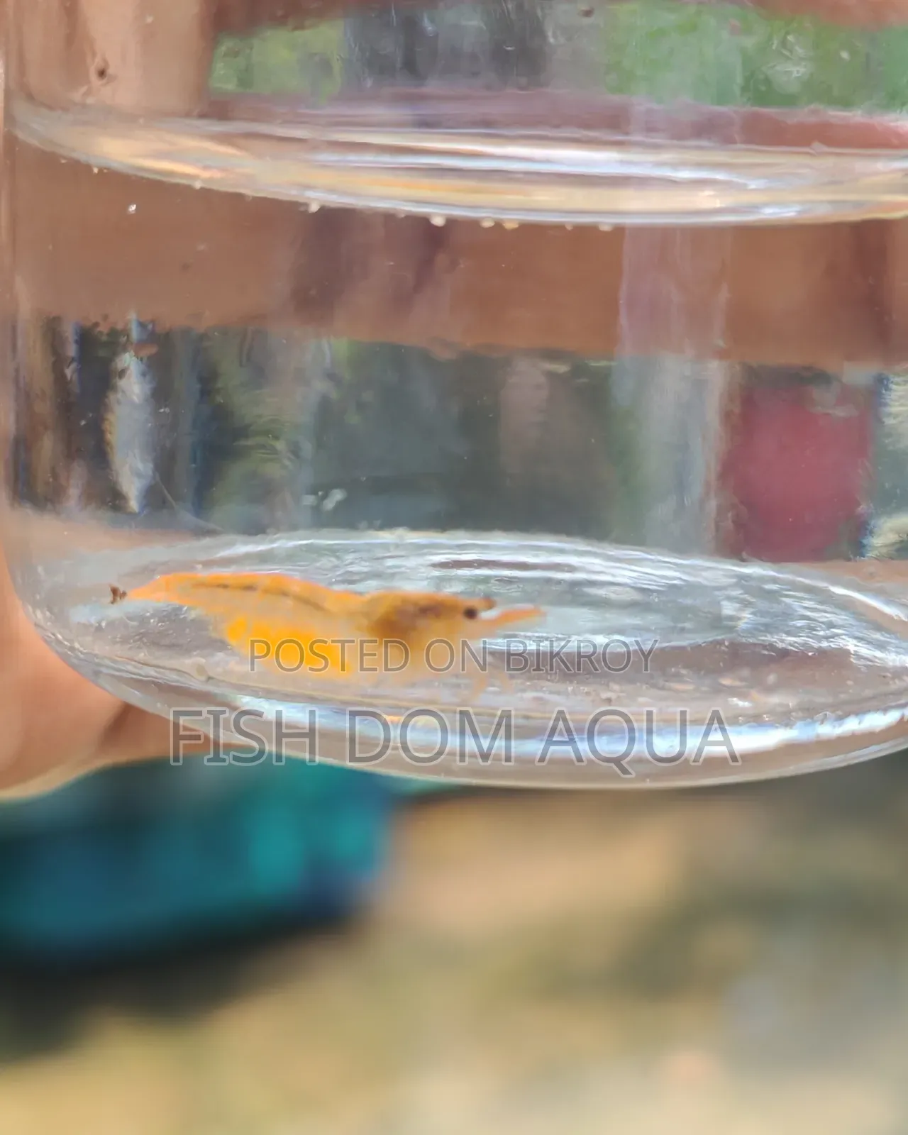 Orange shrimp