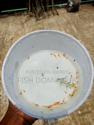 Orange shrimp
